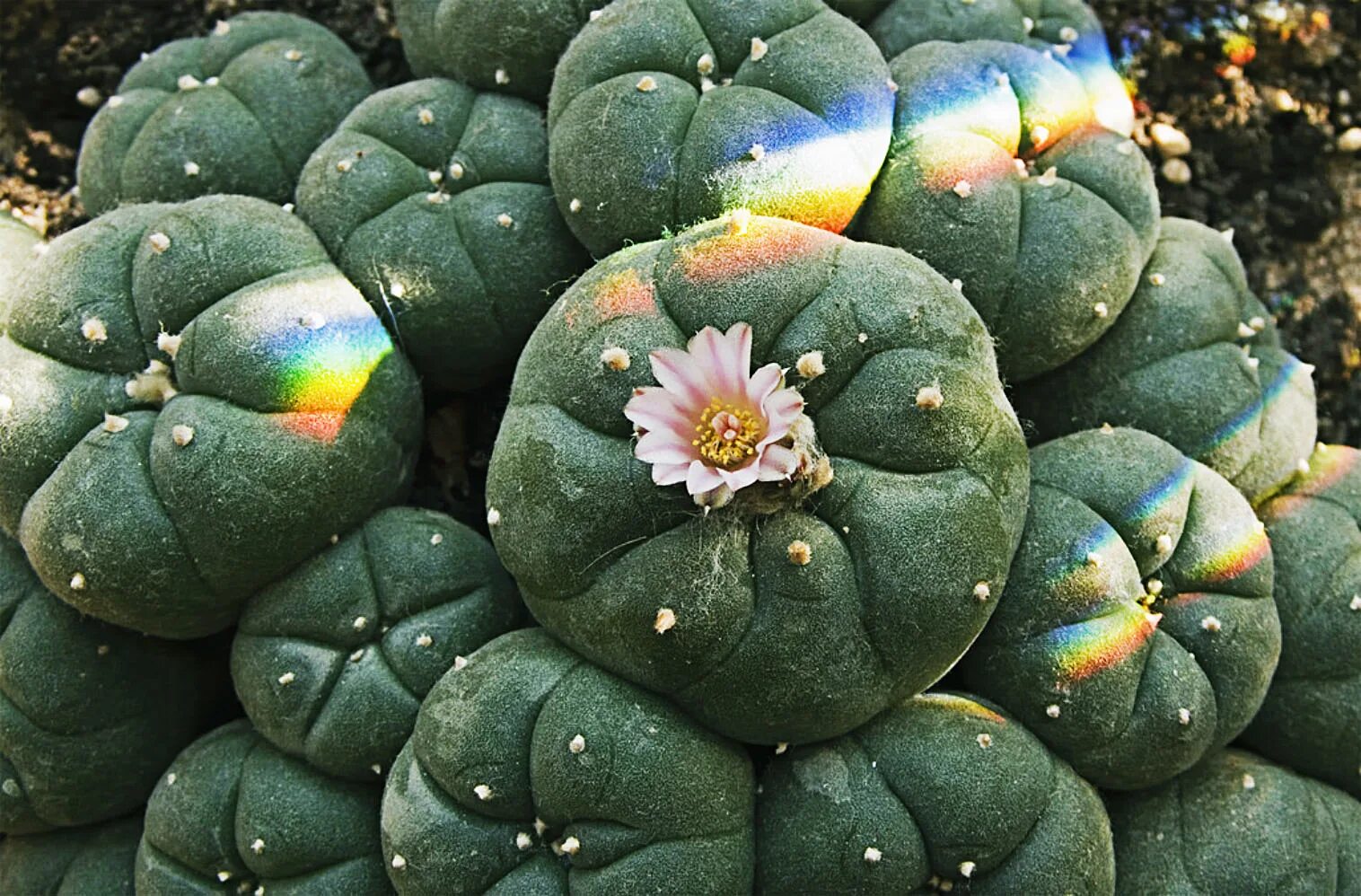 Кактус содержащий мескалин. Мескалин (пейот). пейот (lophophora williamsii. кактус пейот мескалин. кактус lophophora williamsii.