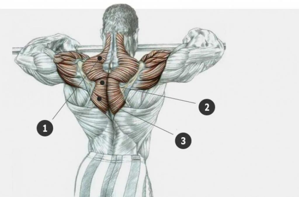 Упражнения на трапециевидную. Трапециевидная мышца спины упражнения. Упражнения на трапециевидную мышцу в тренажерном зале для мужчин. Трапеция мышца как накачать. Трапеция и задняя Дельта.