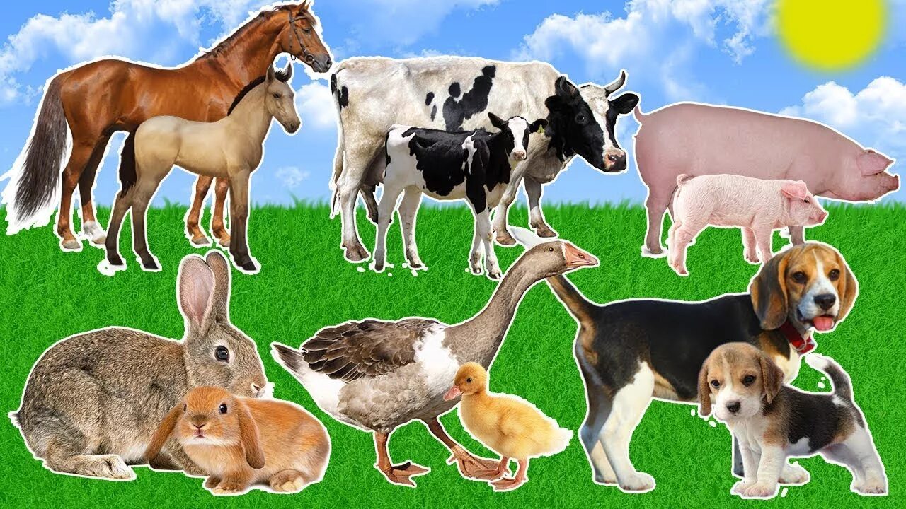 Кто из следующих животных. Учим животных. ферма kids will,. learn farm animals.