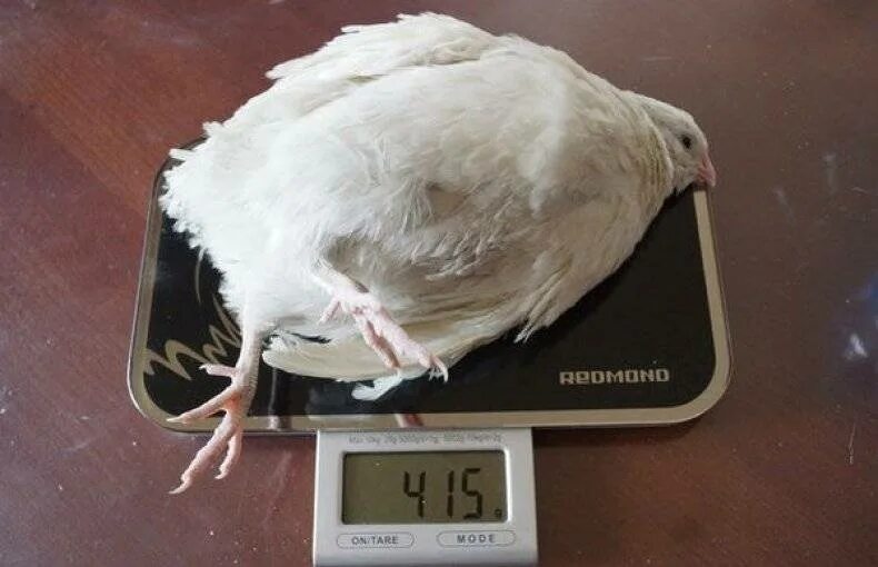 Техасские перепела белый гигант. Перепелка техасская. Гигант перепел описание. Гигант перепел описание. Техасский белый бройлер перепёлка.