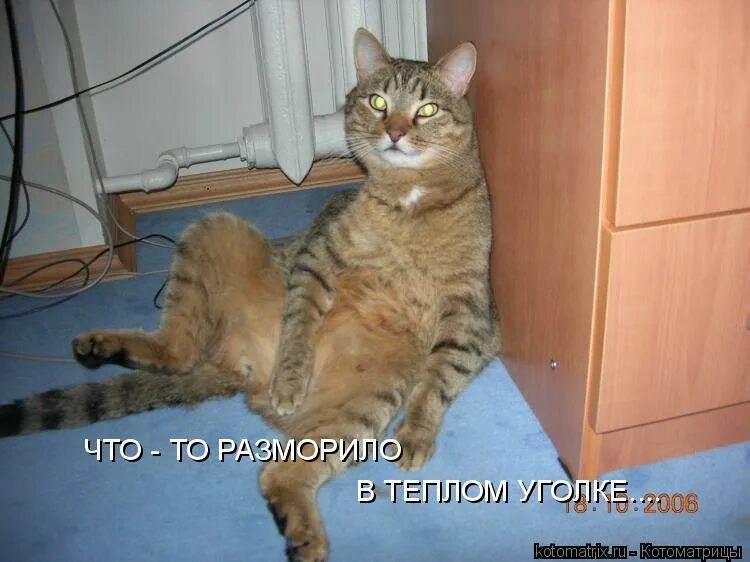 рыжий кот на подоконнике. разморило на солнышке. разморило значение. разморило или. разморило.