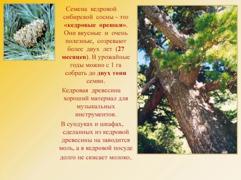 Значение слова кедр. Сообщение о дереве кедр. Доклад про кедр. Кедр голосеменное растение. Рассказ о кедровой сосне.