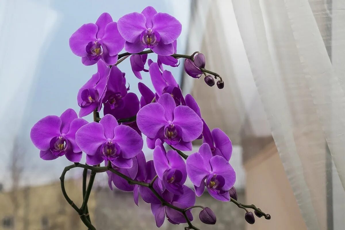 Комнатный цветок Орхидея фаленопсис. Фаленопсис Юкка Орхидея. Фаленопсис Dragon Tree Maple. Фаленопсис комнатный фиолетовый.