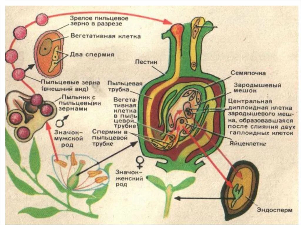 Как называют данный процесс пыльцевая трубка спермии. Схема двойного оплодотворения у цветковых растений. Двойное оплодотворение у покрытосеменных схема. Оплодотворение покрытосеменных растений схема. Рисунок двойного оплодотворения у цветковых растений.