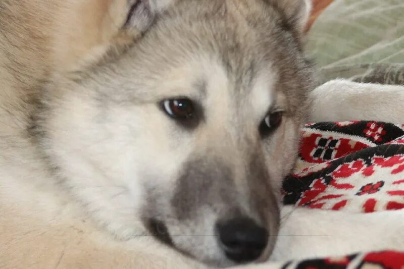 Обои для лайка на аву. Последняя версия лайка 2023. Среднеазиатская лайка белая. Последняя версия лайка 2023. Последняя версия лайка 2023.