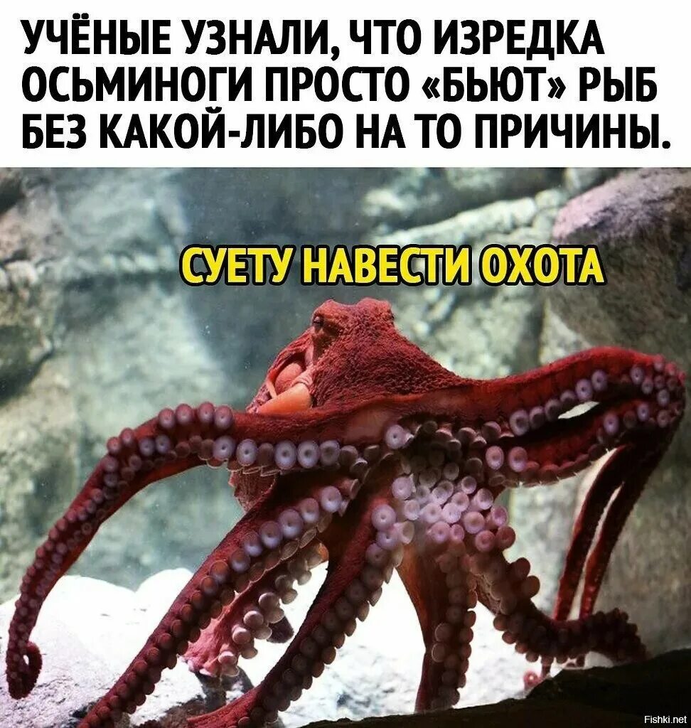 Наводящие суету