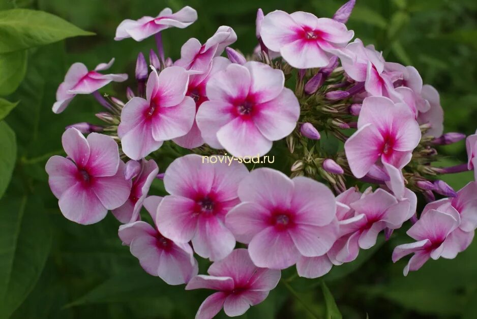 флоксы людмилы федотовой. флокс людмила. флокс метельчатый в альпийской горке. флокс редививус. флоксы людмилы федотовой.