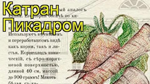 Стратификация хрена