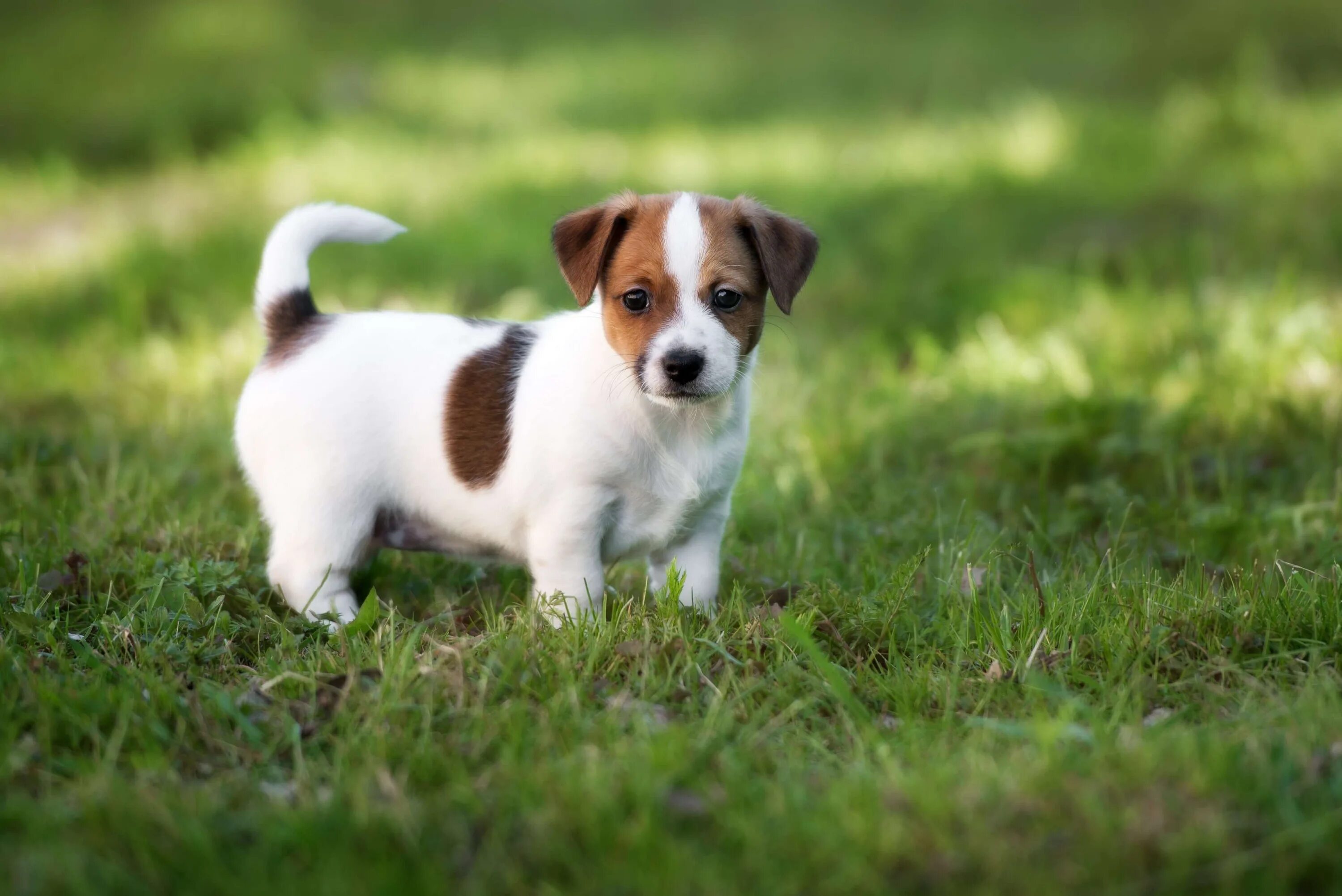 Jack Russell puppy Jack russell terrier, Jack russell, Cute dogs