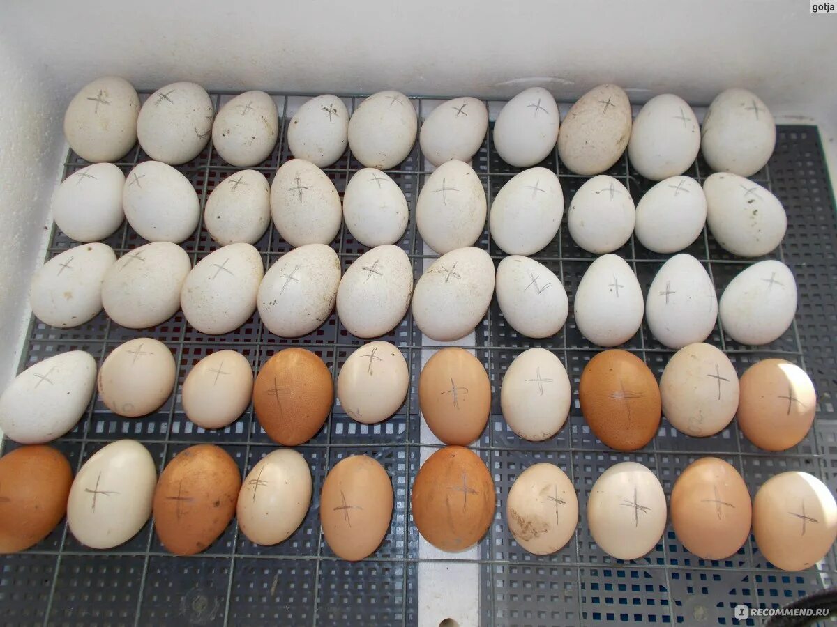 Купить индюшиные яйца для инкубатора. Инкубация куриных яиц Несушка би 1 би 2. Инкубатор для индюшиных яиц. Инкубация куриных яиц инкубатор Несушка би 1 би 2. Инкубирование куриных яиц в инкубаторе Несушка би-1 би-2.