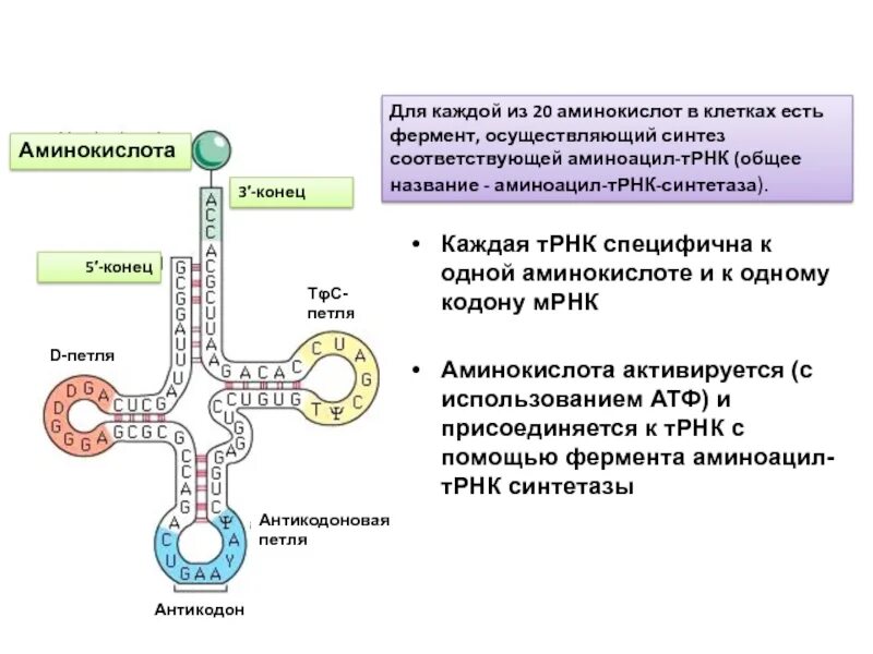 АРСАЗА ТРНК. Строение аминоацил ТРНК синтетазы. Аминоацил-ТРНК-синтетаза присоединяет. Аминоацил-ТРНК-синтетаза (АРСАЗА).