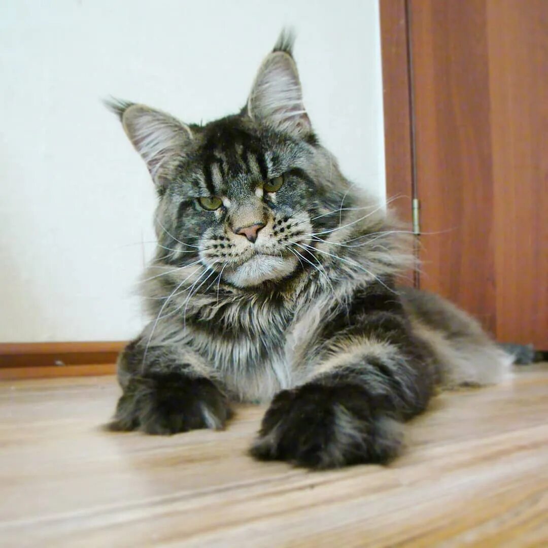 Камышовый кот и мейн кун. Мейн-кун. Мейн кун 30 кг. Мейн кун 18 кг. Кот мейн кун.