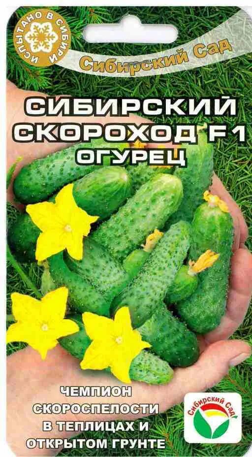 Огурцы букетная гирлянда. Огурцы скороход. Сад. Огурец скороход f1. Сибирский скороход огурец отзывы.