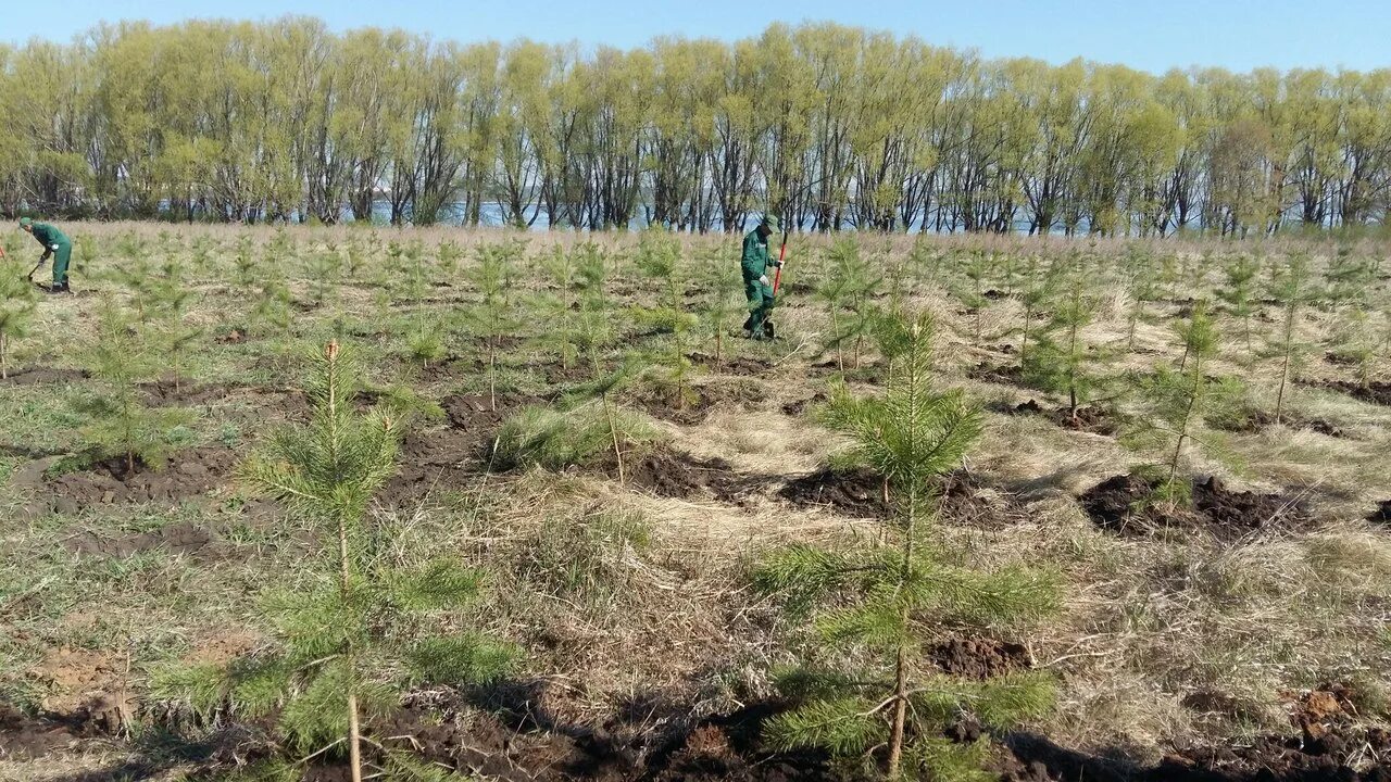 Территория сосновых лесопосадок. Посадки саженцев в лесных делянках. Защитные Лесные насаждения. Сеянцы сосны. Лесные культуры сосны.