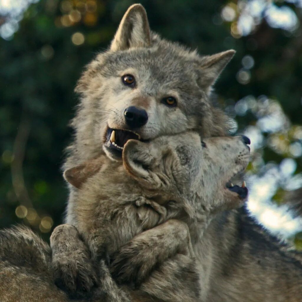 Смешные картинки волка. Добрый волк. Милый волк. Волк красивый добрый. Волк и волчица.