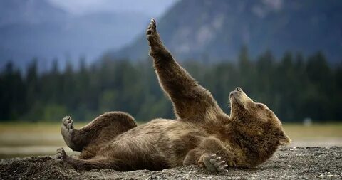 Grizzly Bears Wallpapers.