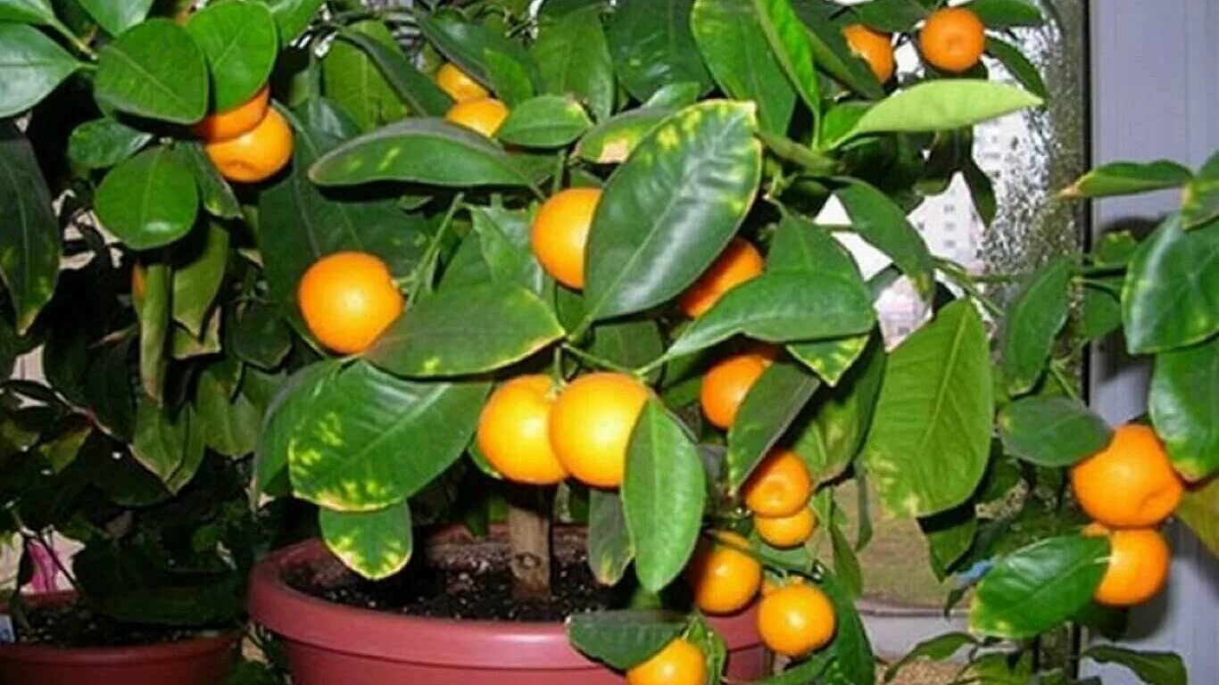 Как посадить мандариновую косточку