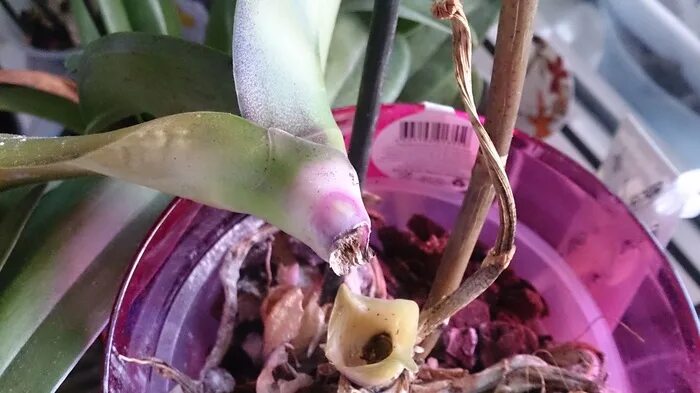 Почему чернеет орхидея. Болезни орхидей. Орхидея розовый стебель. Чернеют орхидеи. Орхидея смерти.