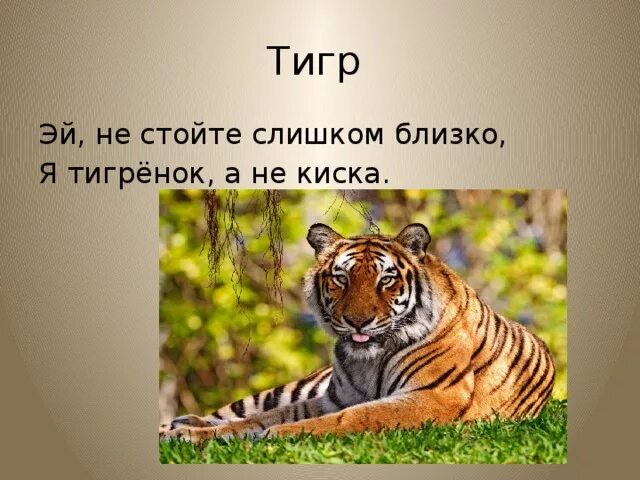 Загадка про тигра. Не стойте слишком близко я Тигренок. Загадки о Тигре. Стихи о Тигре.