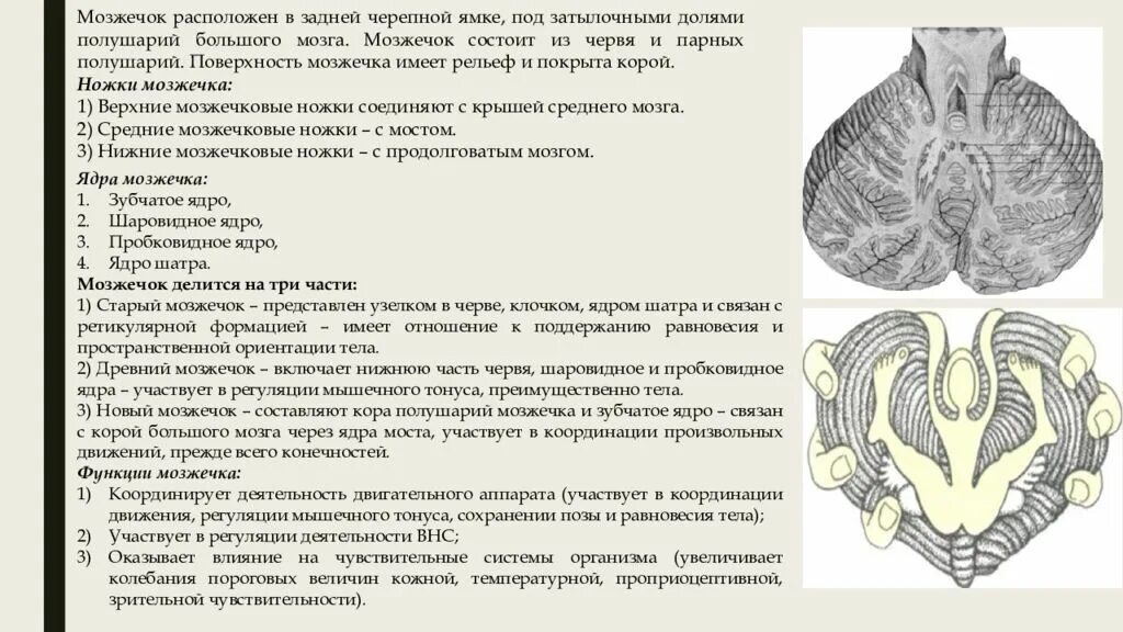 Задняя черепная ямка мозжечок. Червь мозжечка функции. Структура ядер мозжечка. Функции ядер мозжечка. В задний мозг входит мозжечок