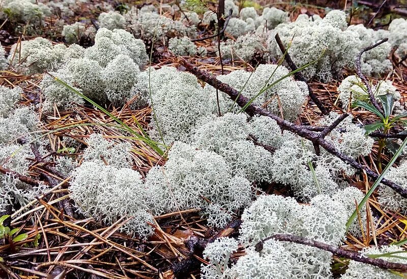лишайник белый мох. лишайники в тундре. лишайник олений мох. лишайник белый мох. лишайник белый мох.