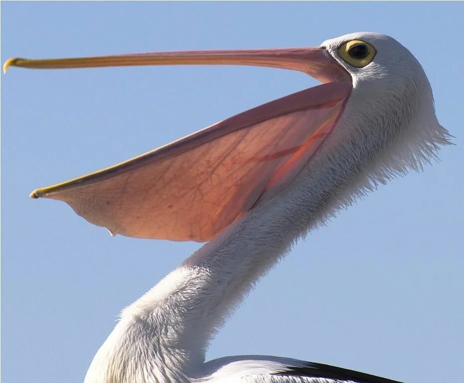 Почему эта птица такая большая хср. Австралийский очковый Пеликан. Птица с клювом пеликана. Пеликан мешконос птица. Пеликан строение клюва.