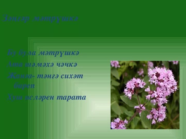 Тал на татарском. Лекарственные травы на татарском. Растения на татарском языке. Лекарственные травы на татарском языке. Улэннэр.