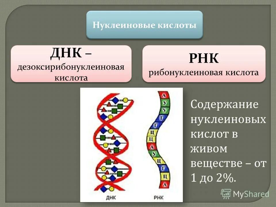 Белковая рнк. Строение нуклеиновых кислот ДНК И РНК. Типы нуклеиновых кислот ДНК И РНК. Нуклеиновые кислоты структура ДНК. Функции нуклеиновых кислот ДНК И РНК.