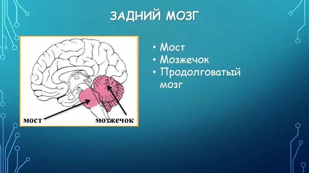 Мост мозга расположен. Задний мозг. Задний мозг мост и мозжечок. Функции заднего мозга кратко. Задний мозг мозжечок.