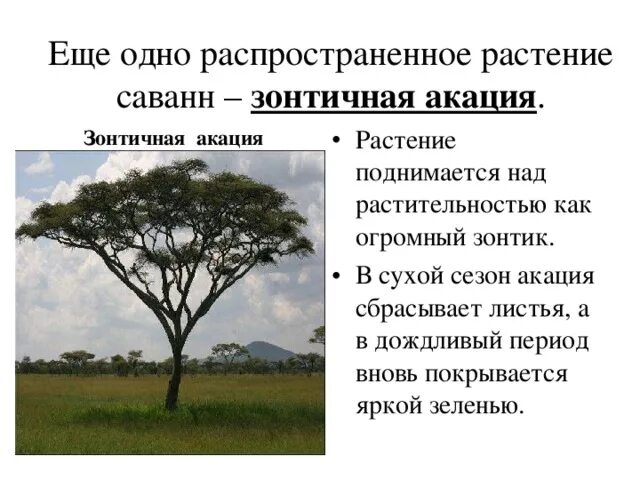 Зонтичная Акация в саванне. Зонтичная Акация доклад. Саванны и редколесья растения. Растительный и животный мир саванны. Акация в какой природной зоне