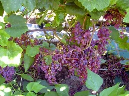 Сорта винограда для подмосковья неукрывные сладкие