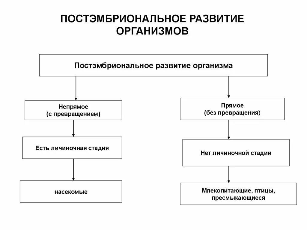 Прямое развитие это какое. Постэмбриональное развитие прямое и Непрямое. Типы развития прямое и Непрямое схема. Постэмбриональный период онтогенеза схема. Постэмбриональное развитие организмов схема.