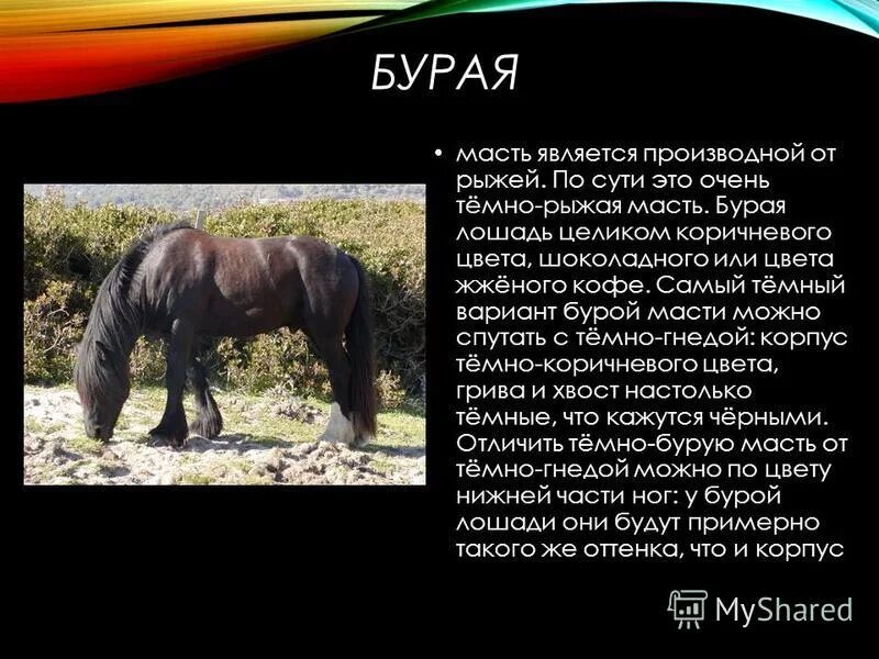 Карачаевская порода лошадей. Лошадь значение животного. Порода лошадей для хозяйства. Символ лошади значение. Значение лошади значение-.