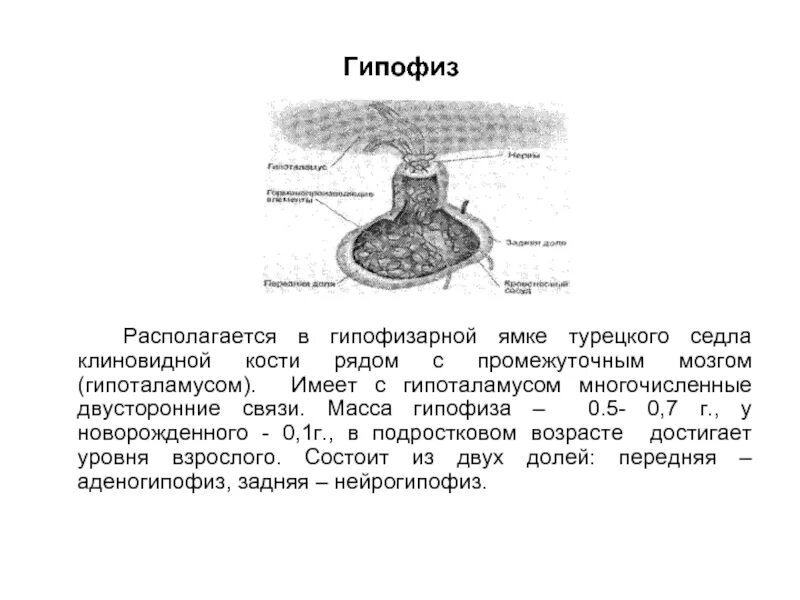 Турецкие седло кость. Гипофизарная ямка турецкого седла. Гипофиз в гипофизарной ямке. Гипофиз в турецком седле. Гипофизарная ямка турецкого седла клиновидной кости.