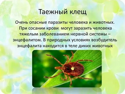 Атлас определитель клещ