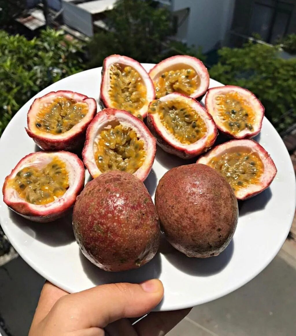 Соплодия маракуйя. Маракуйя пассифлора фрукт. Маракуйя тайская. Маракуйя эдулис. Маракуйя пэшн фрут.