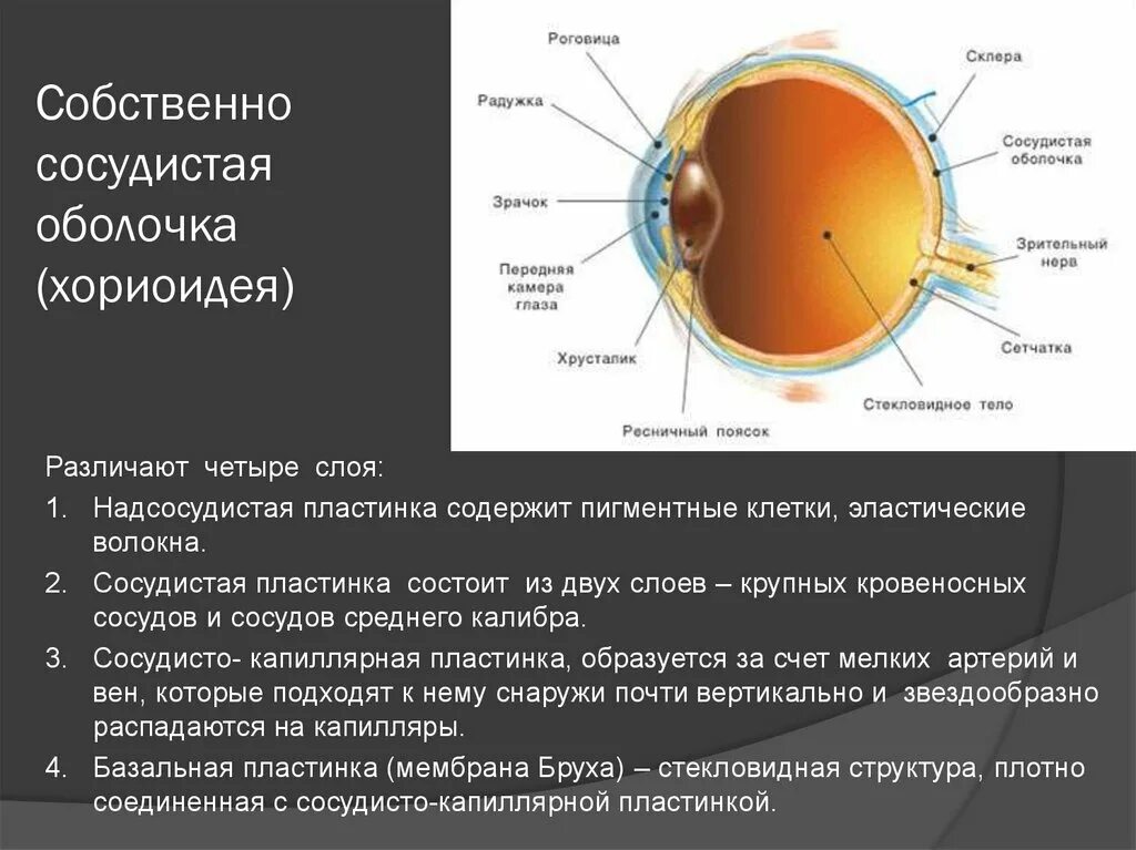 Подобранные оболочки. Строение сосудистой оболочки. Хориоидея глаза анатомия. Перечислите слои собственно сосудистой оболочки.. Надсосудистая пластинка хориоидеи.