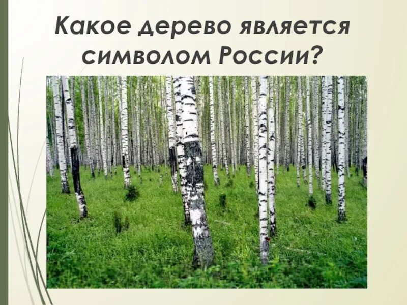 Какие деревья являются символами. Дерево символ россии. какое дерево символ россии. какие деревья являются символом россии. какие два дерева являются символами россии.