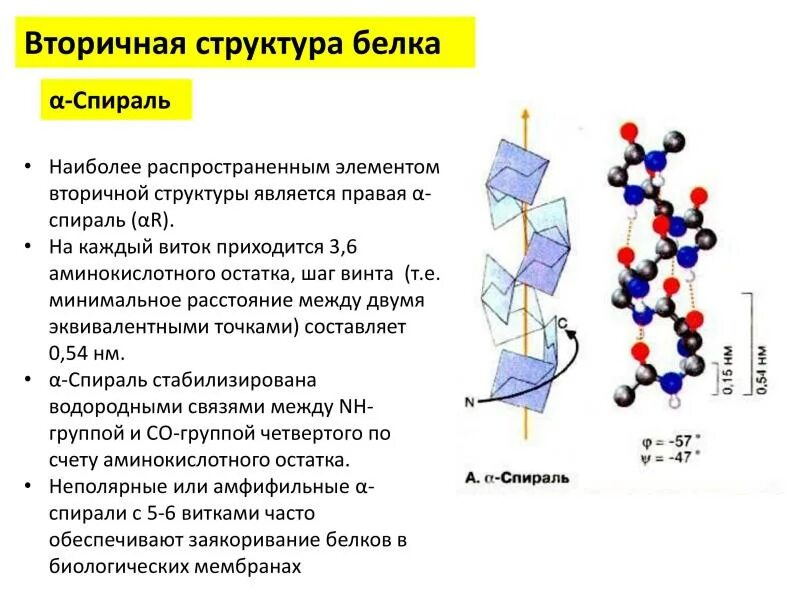 Биологическая роль и структура белка. Альфа-спираль структура белка. Характеристика Альфа спирали вторичной структуры белка. Альфа и бета белки вторичной структуры. Характеристика вторичной структуры белка таблица.