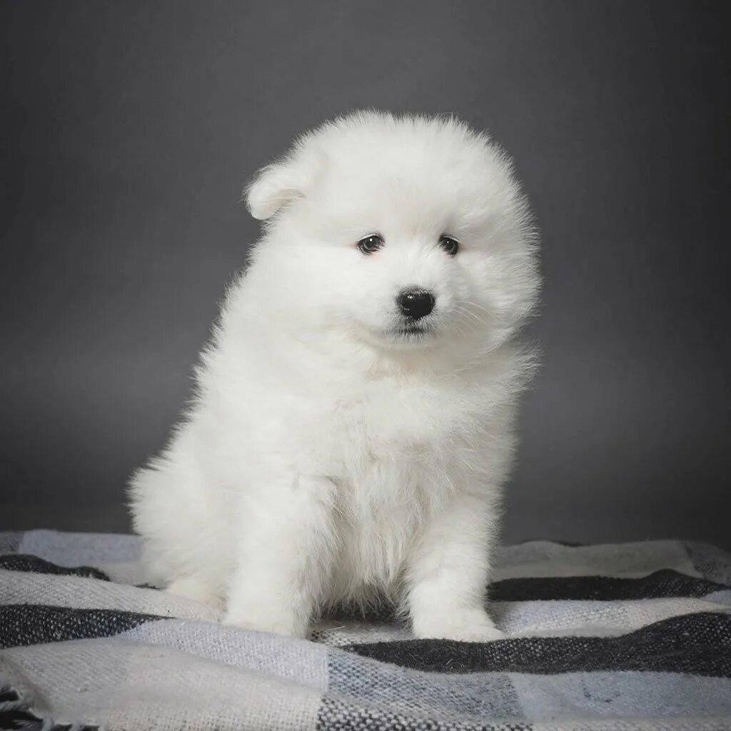 Download Labrador Puppy Pictures Wallpapers.com