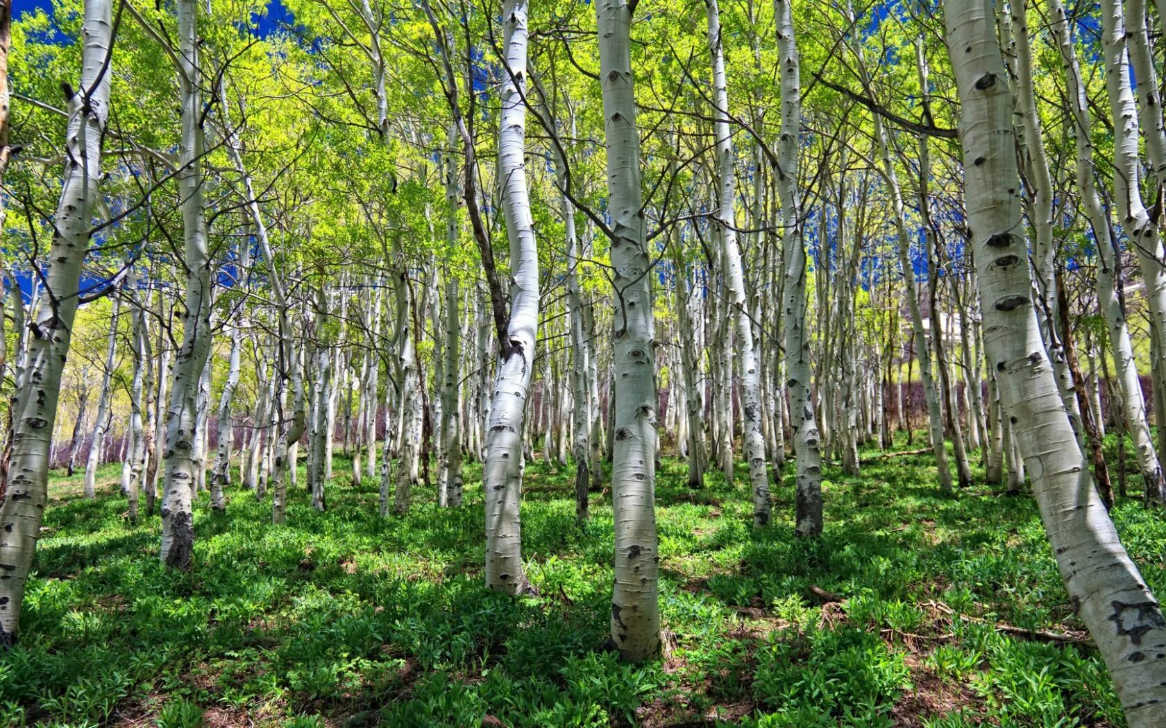 Березовая роща кострома. Береза осень. Деревья березовой рощи. Осенний березовый лес. Деревья березовой рощи.