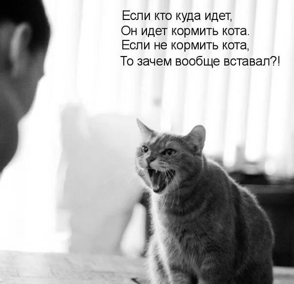 Говорящие коты собаки. Видео с котиками и собачками. Кот и собака дружат. Смешные кошки и собаки. Драка кошки и собаки.