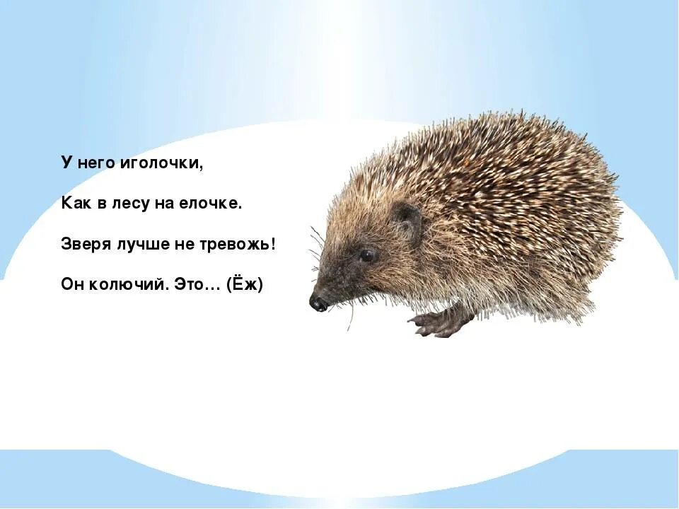Ежик транскрипция 1 класс