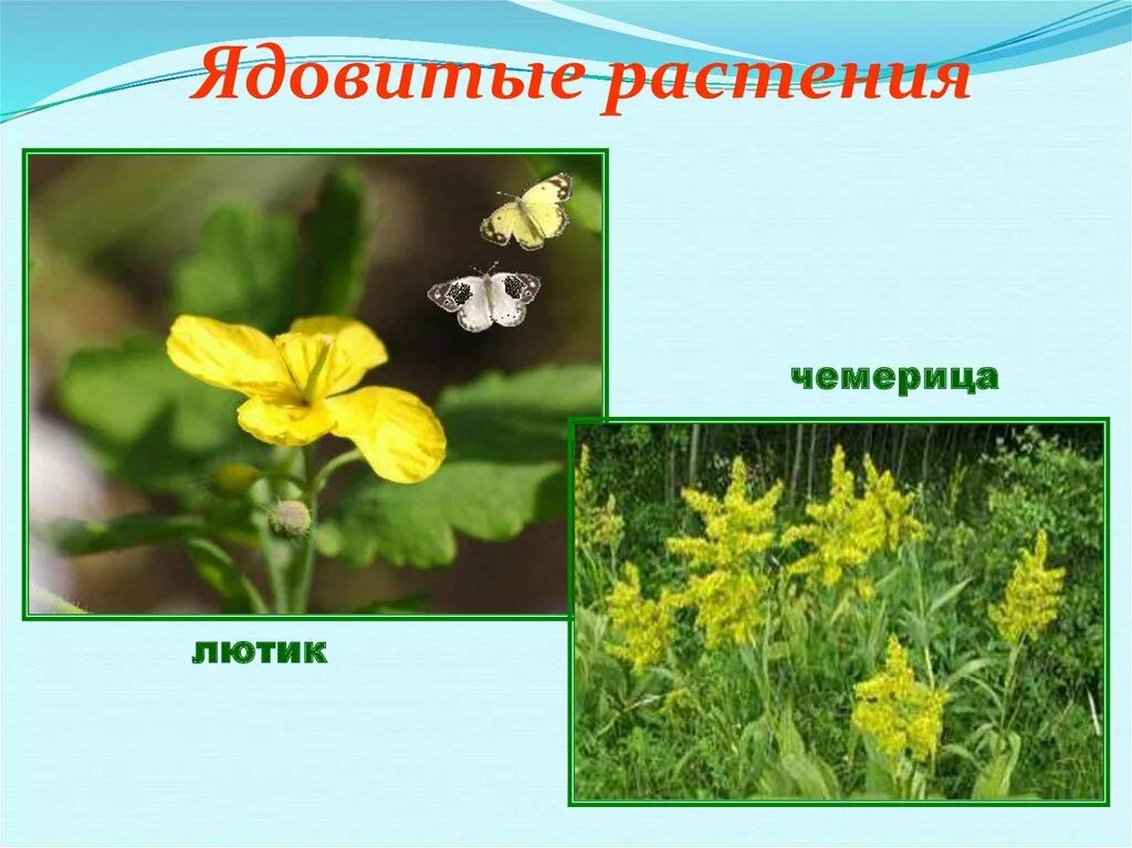 Ядовитые луговые растения. Ядовитые луговые растения. Лекарственные травы ядовитые. Ядовитый луговой. Ядовитые луговые растения.