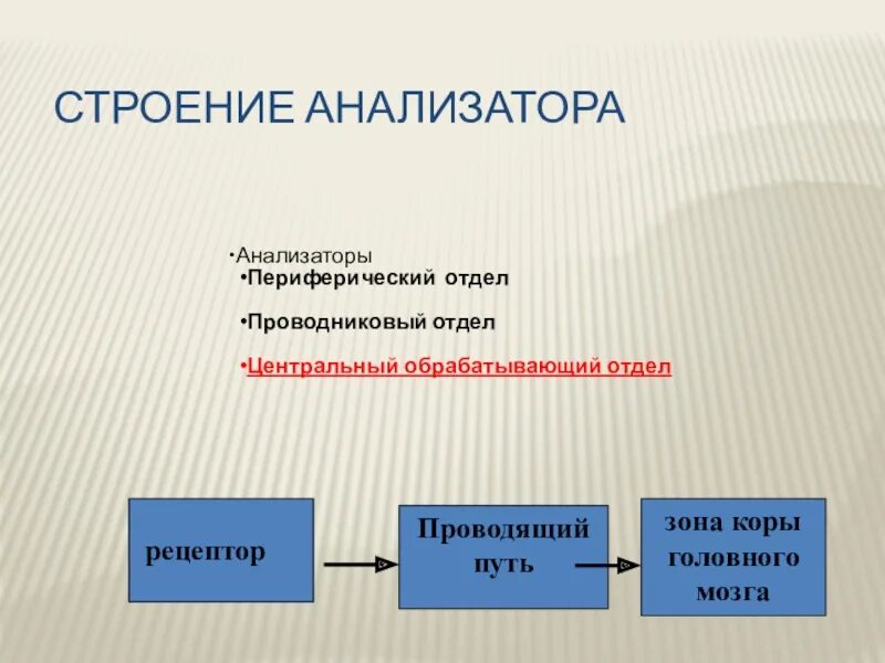 Строение анализатора. Структура анализатора. Структура анализатора ощущений. Строение анализатороров.