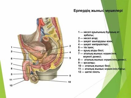 Транссексуалдардың жыныс мүшелерінің фотосуреттері
