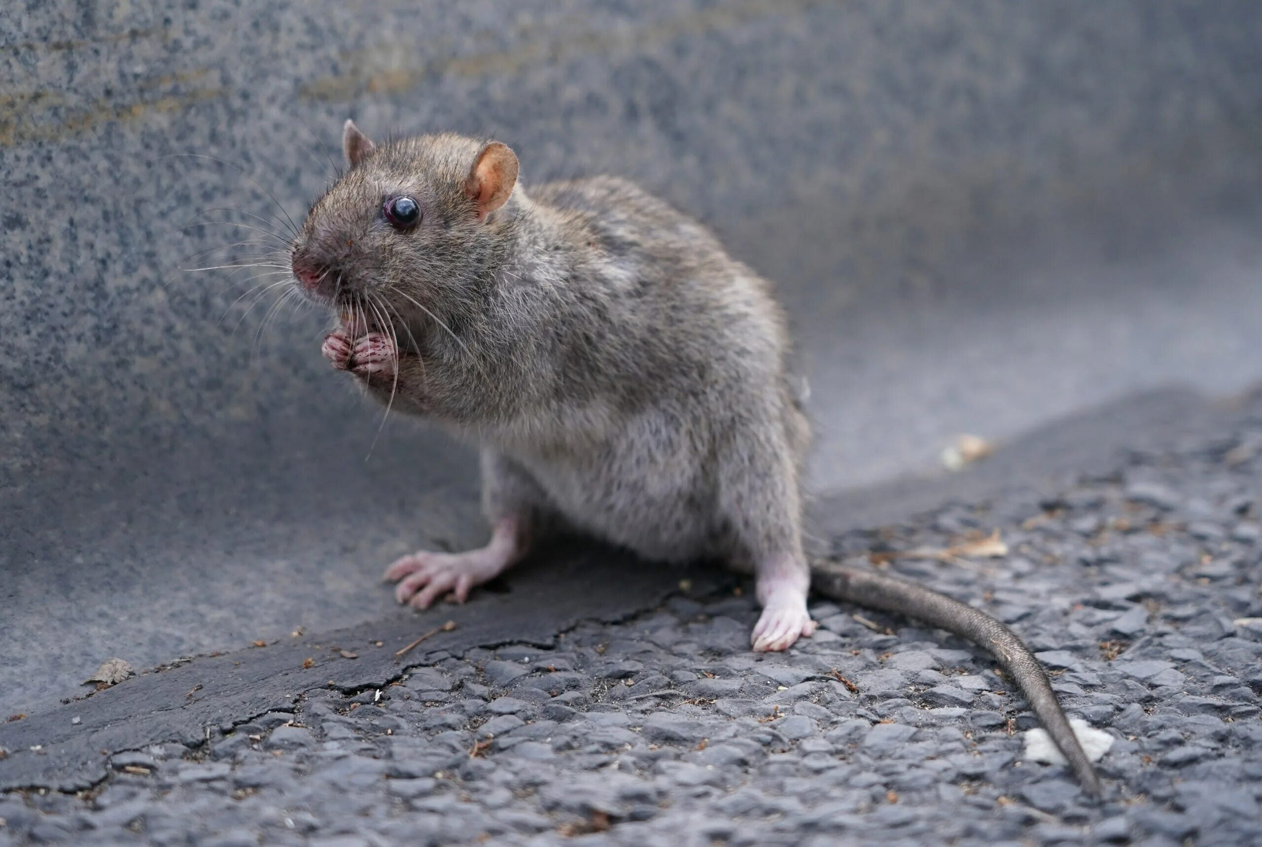 Rat 3. Крыса серенькая. Мышь с коротким хвостом. Серая крыса с чёрными глазами. Год серой крысы.