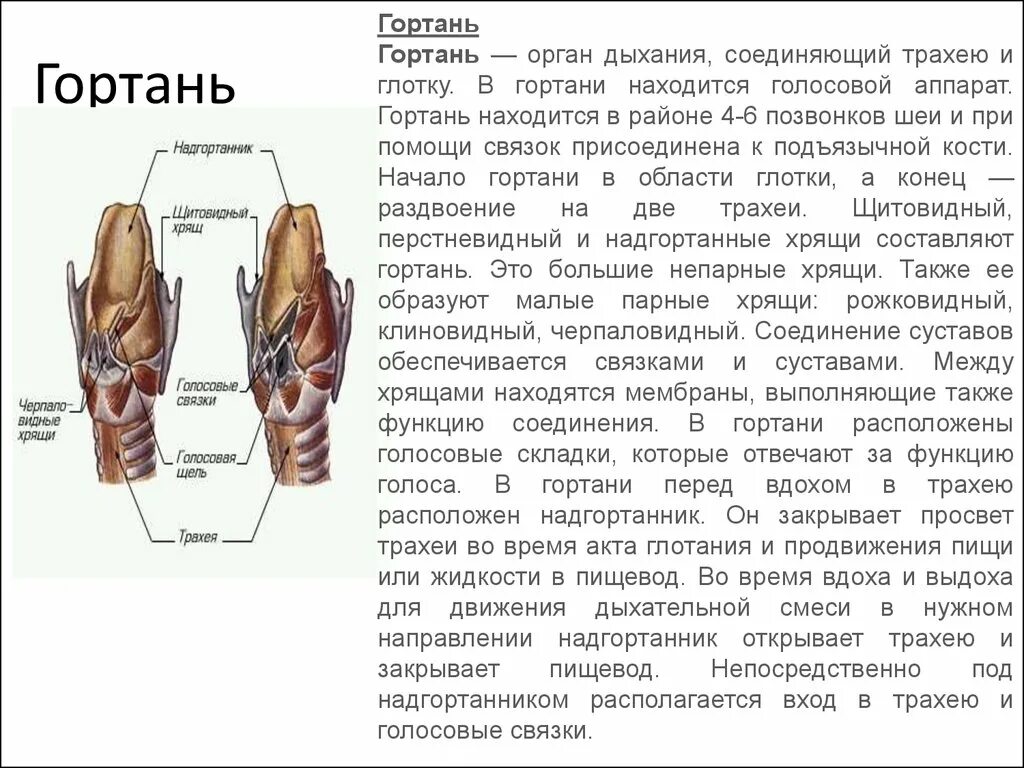 Гортань строение и функции анатомия. Особенности строения гортани. Структуры дыхательной системы гортань. Характеристика строения гортани. Гортани органы входящие в состав системы