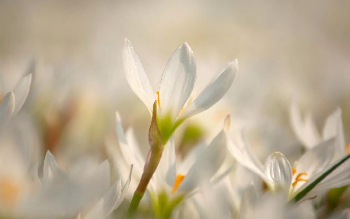 White spring. Нежные весенние цветы. Нежный цветок. Нежные весенние цветы в природе. Цветы светлые.