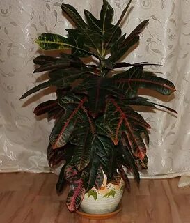 Разновидности кротона